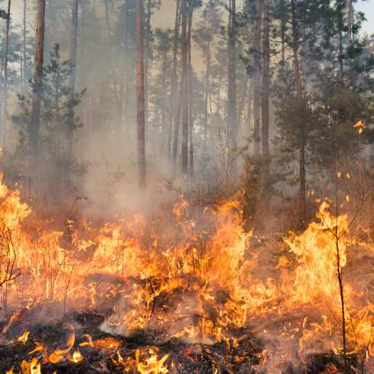 Portugal registra maior incêndio da história em ano recorde de destruição na Europa